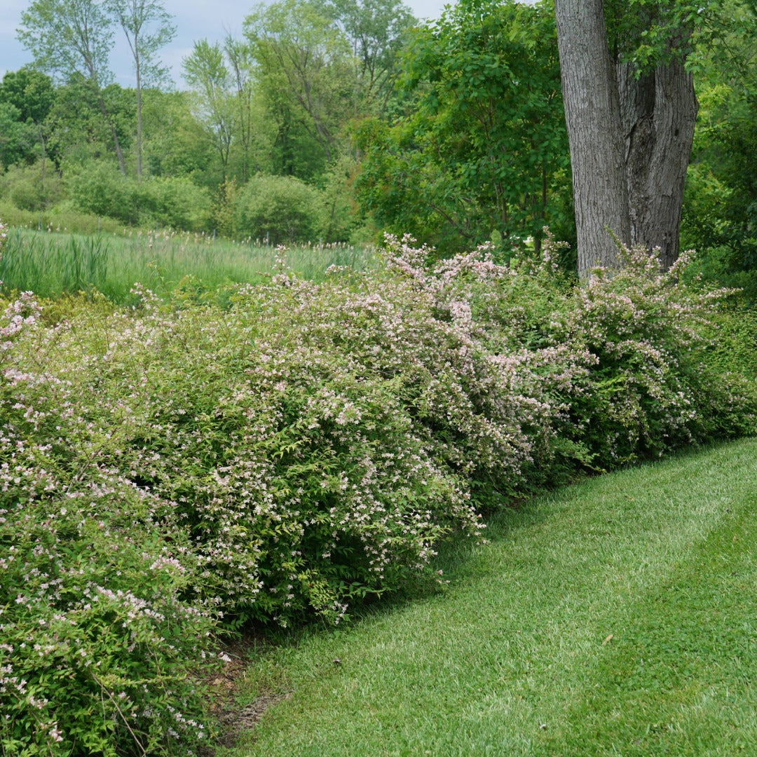 Kolkwitzia amabilis 'Jolene Jolene' – Buisson de beauté