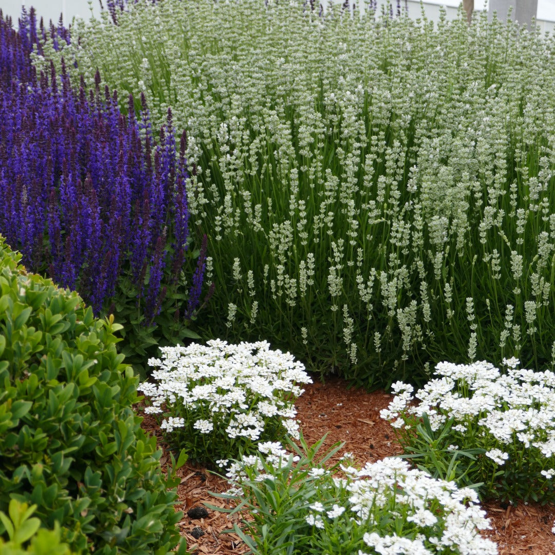 Lavandula angustifolia 'La Diva Spirit White' – English Lavender