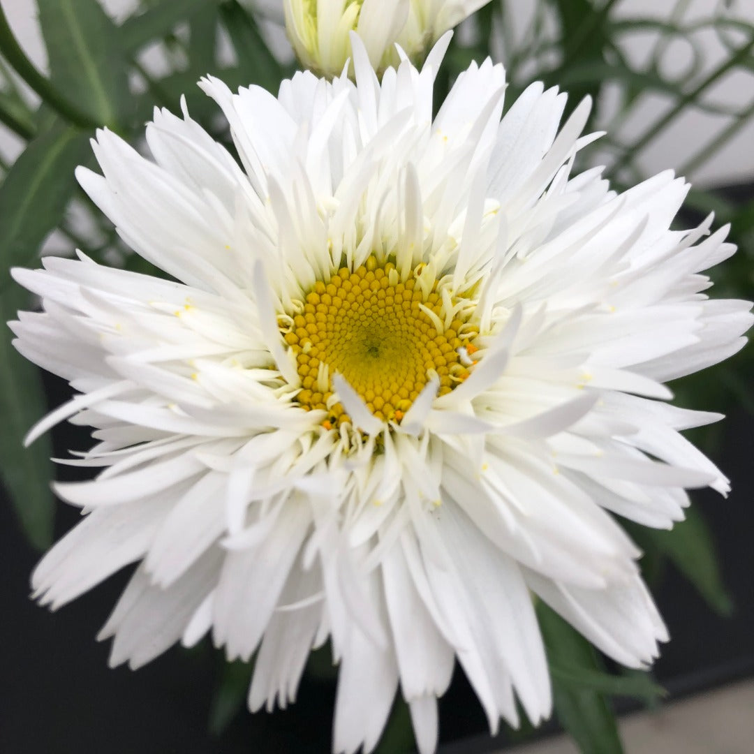 Leucanthemum 'Sweet Daisy® Rebecca' – 'Sweet Daisy® Rebecca' Shasta Daisy
