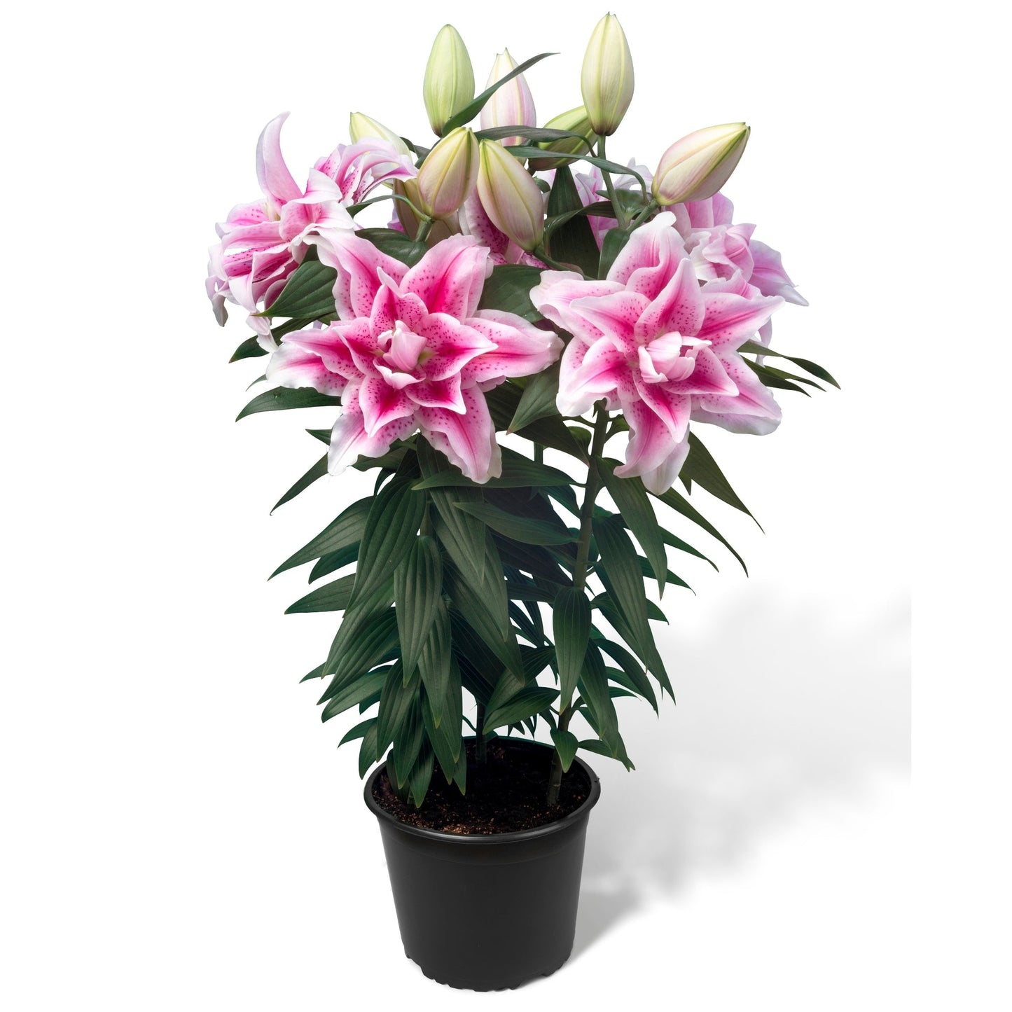 ROSELILY® Nowa Oriental Lily
