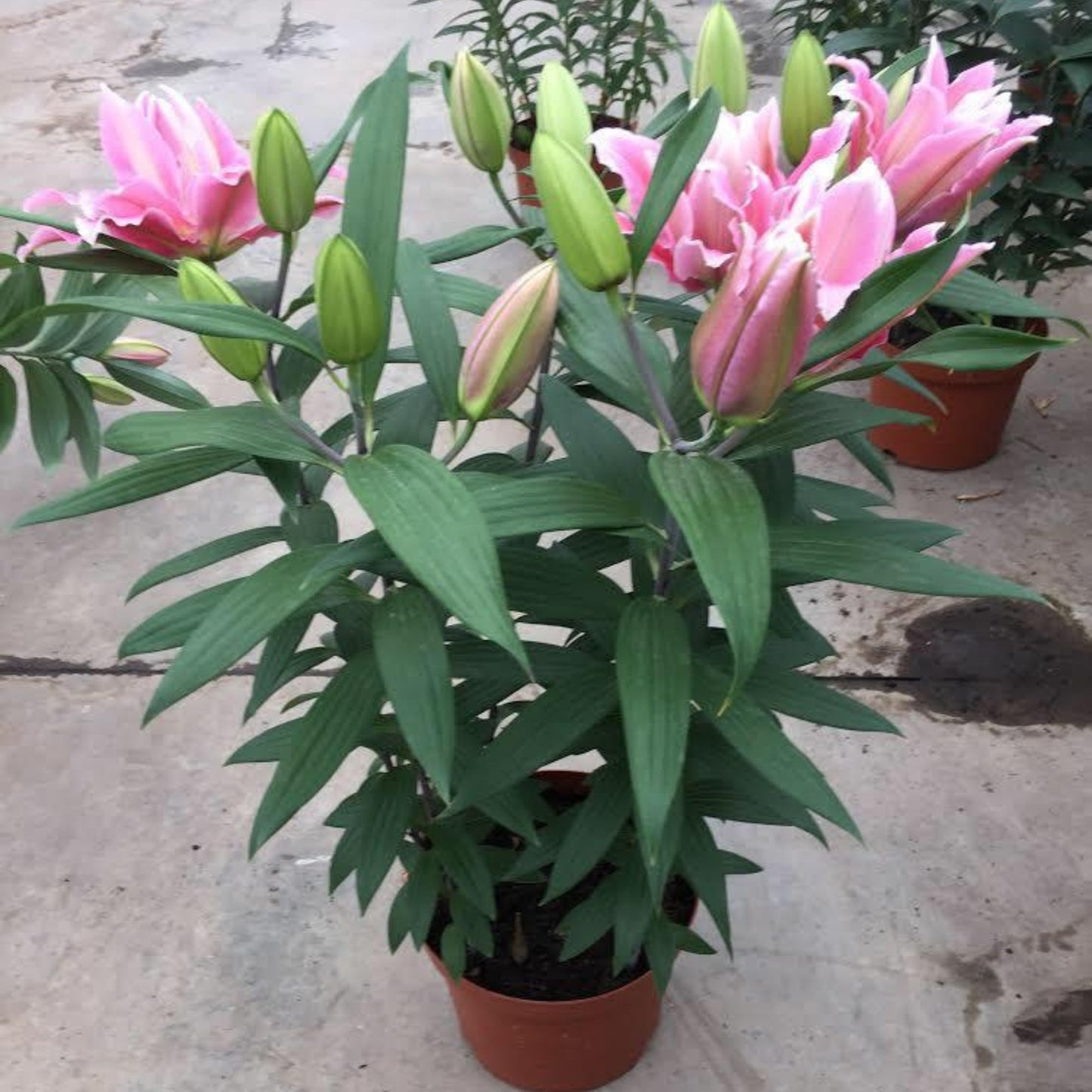 Lilium orientalis ROSELILY® Sara – ROSELILY® Sara Oriental Lily