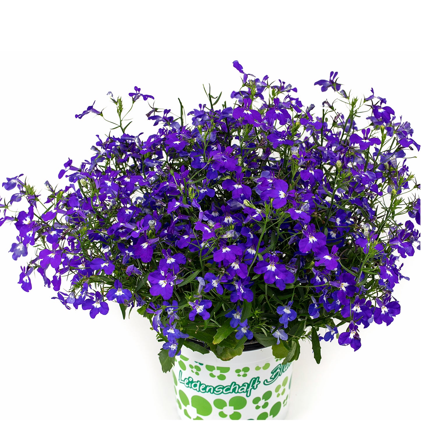 Lobelia HOTPOT® series
