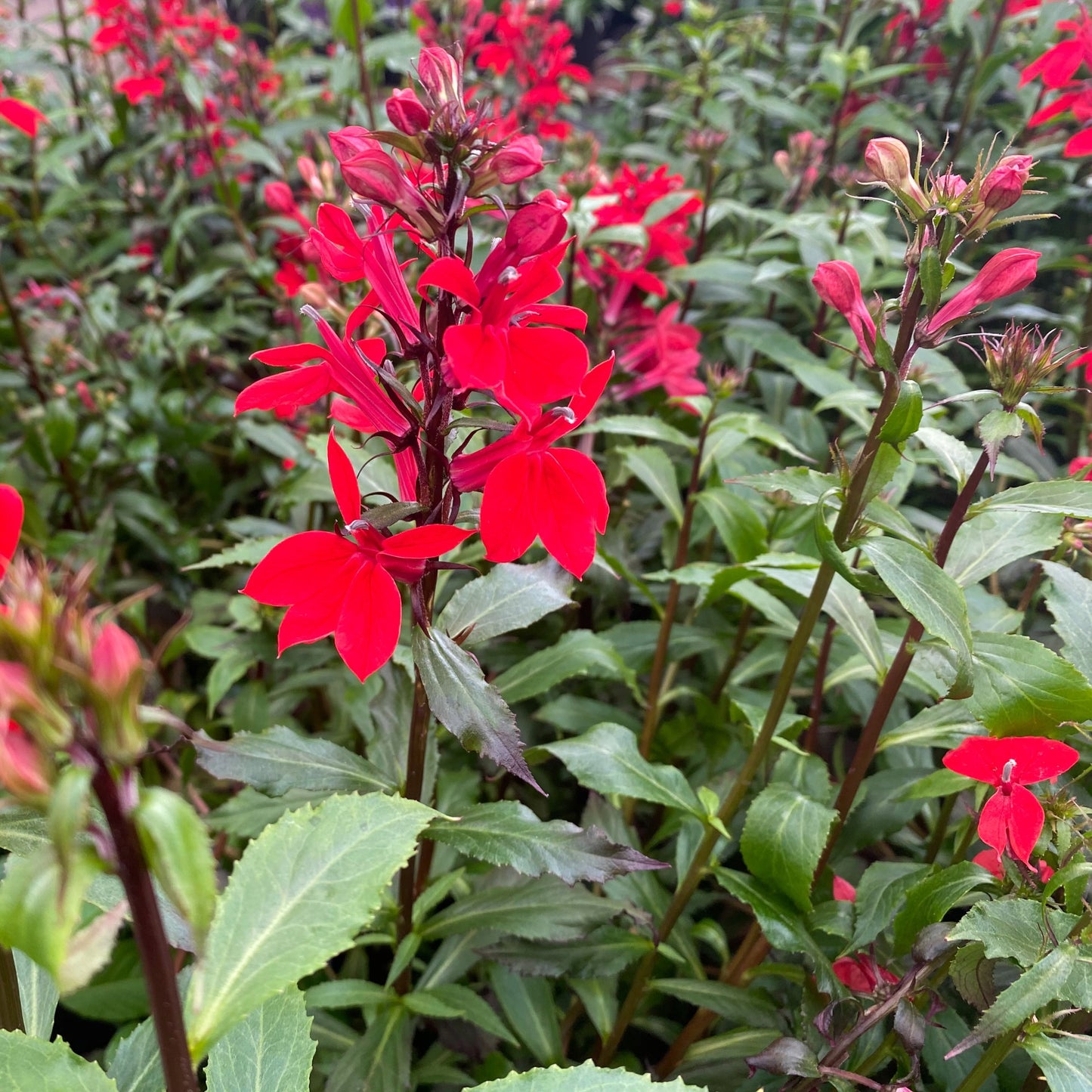 Lobelia cardinalis – Cardinal Flower