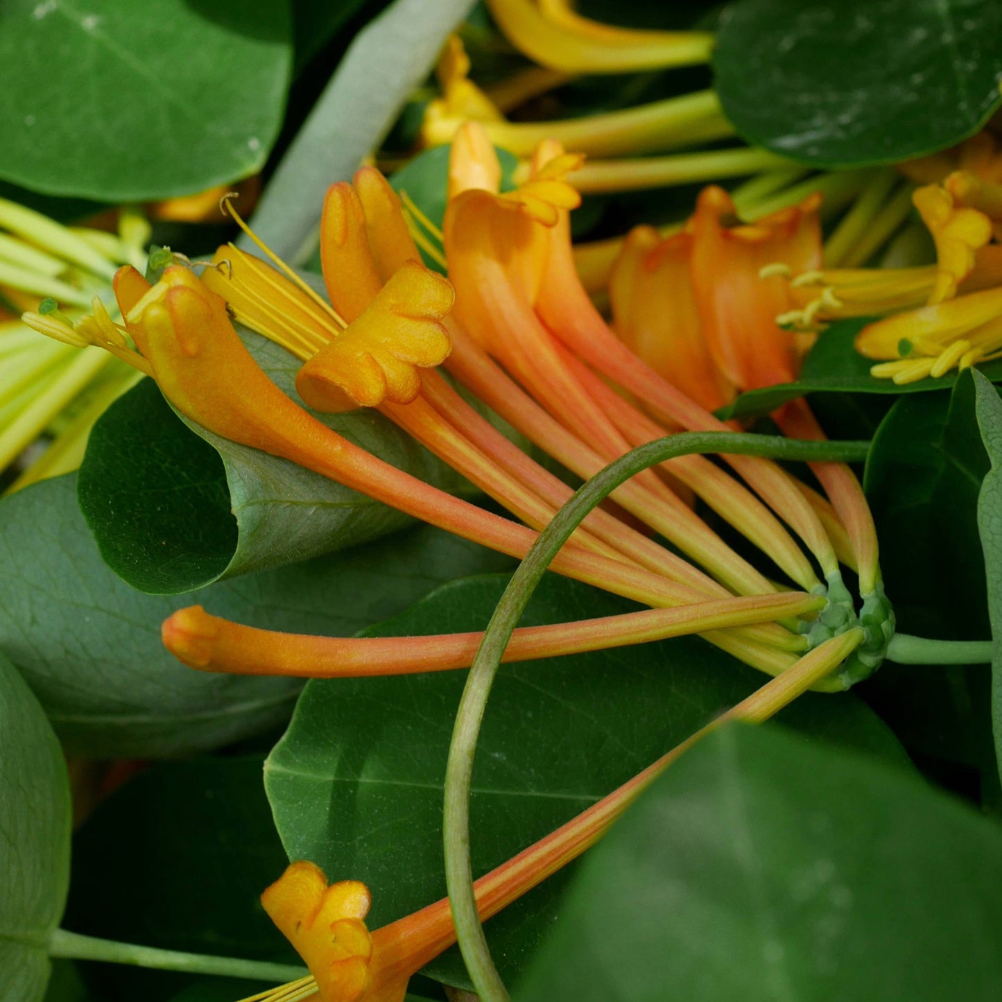 Lonicera x 'Mandarin' – Mandarin Honeysuckle