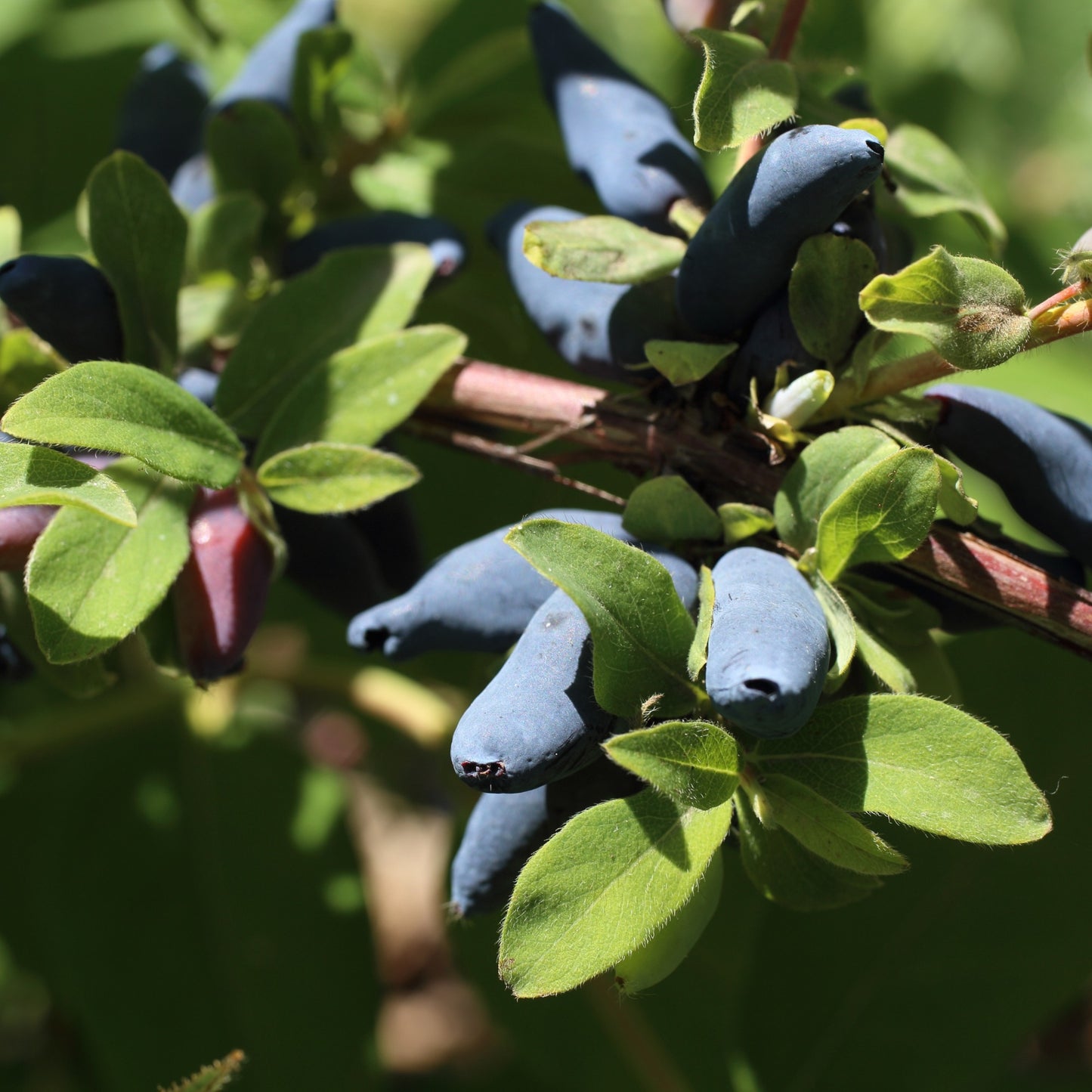 Lonicera caerulea 'Aurora' - Camerisier 'Aurora'