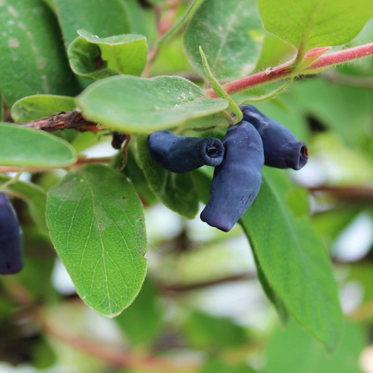 Lonicera caerulea 'Indigo Gem' - 'Indigo Gem' Haskap (Honeyberry)