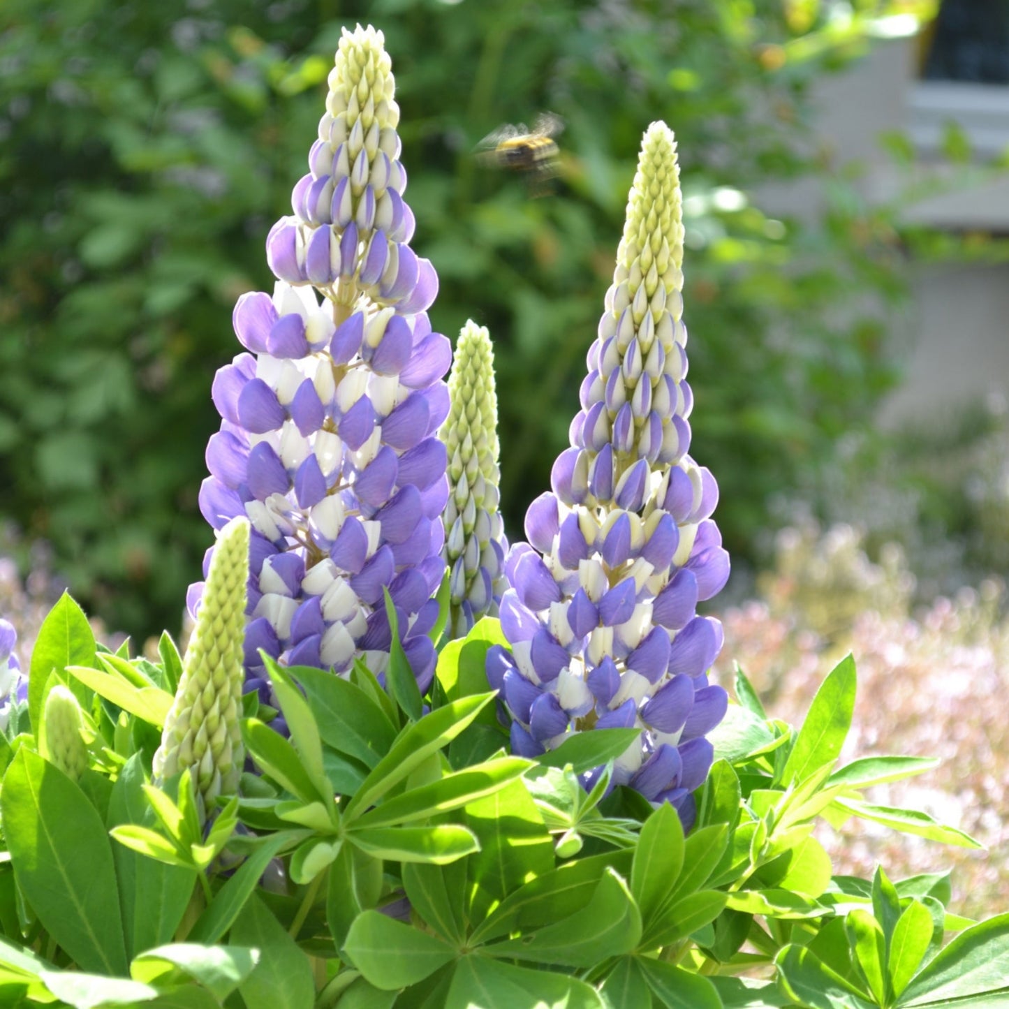 MINI GALLERY™ Blue Bicolor Lupine