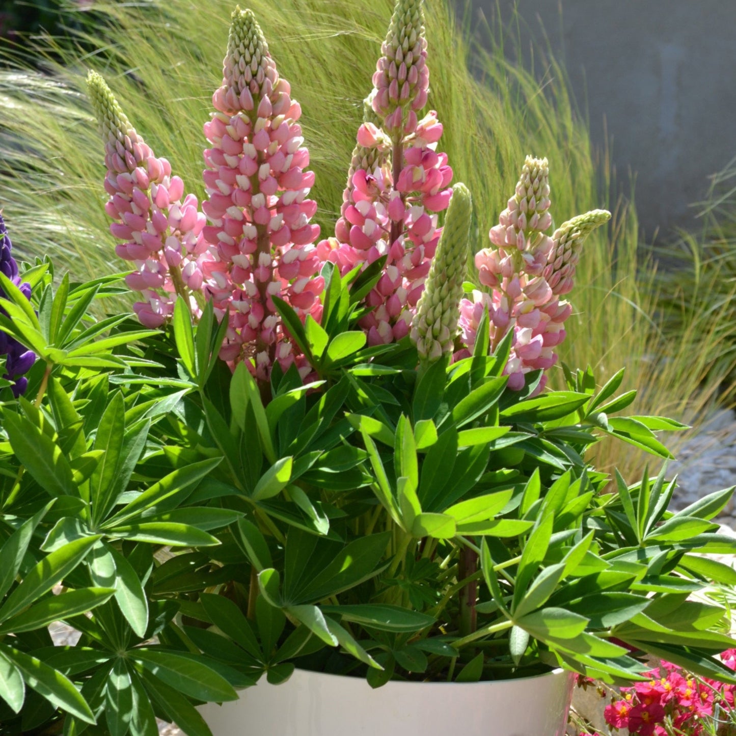 MINI GALLERY™ Pink Bicolor Lupine