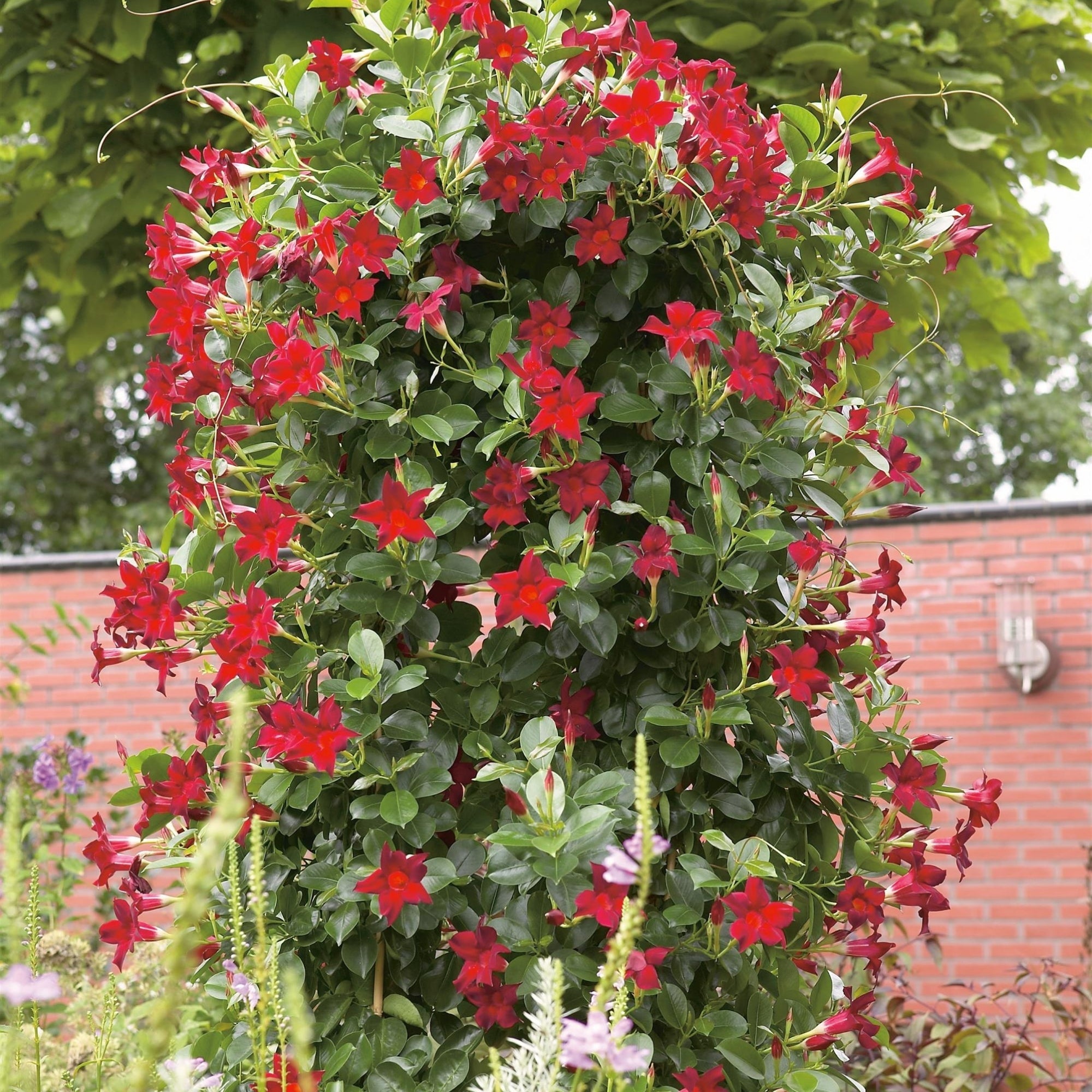hanging mandevilla plant Red Mandevilla Vine – Jardineries Botanix