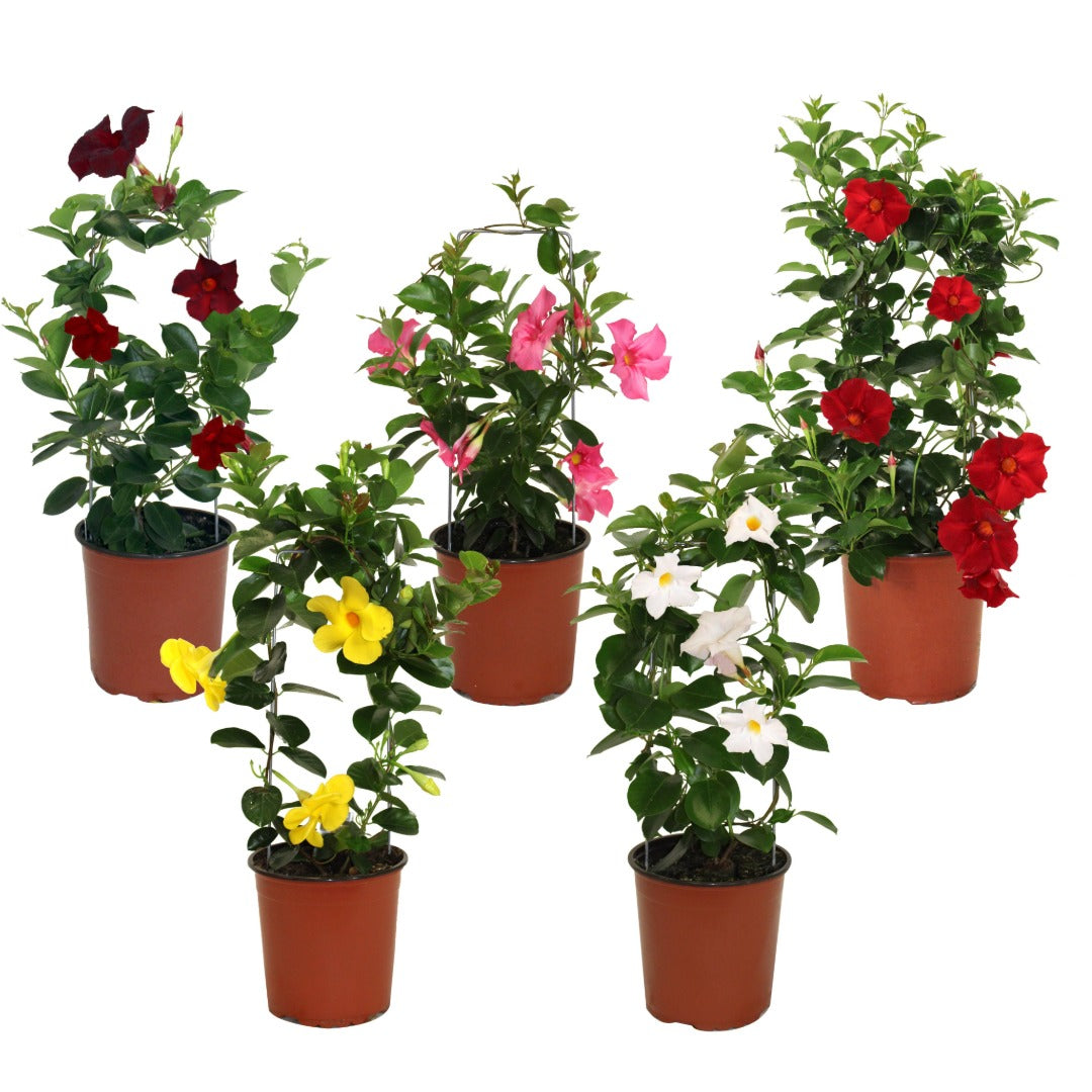 Assortiment de Mandevilla spp. – Dipladénia et Mandevilla