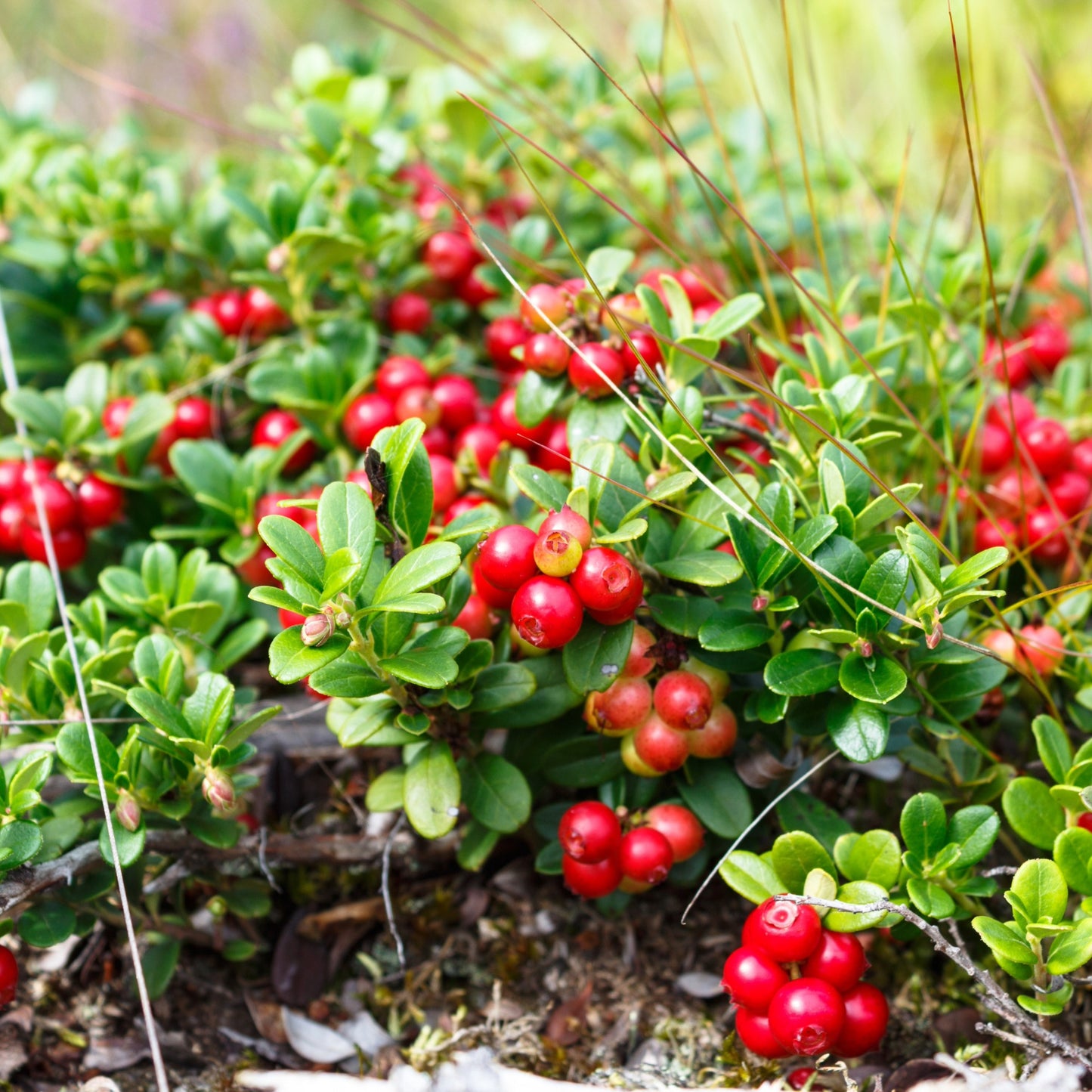 Native Collection: The Essence of Quebec in Your Garden