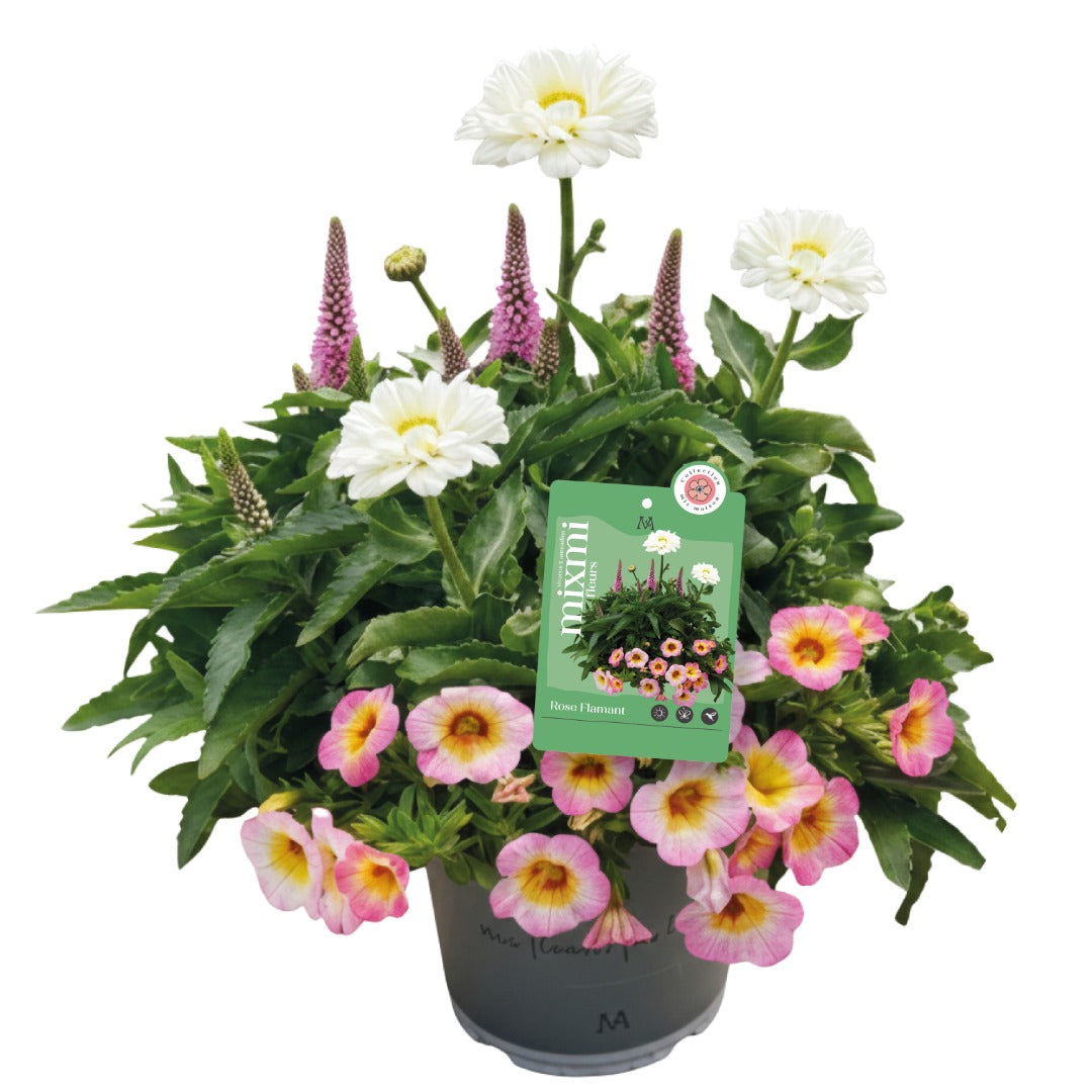 Mixmi Botanix Exclusive – Flamingo Pink