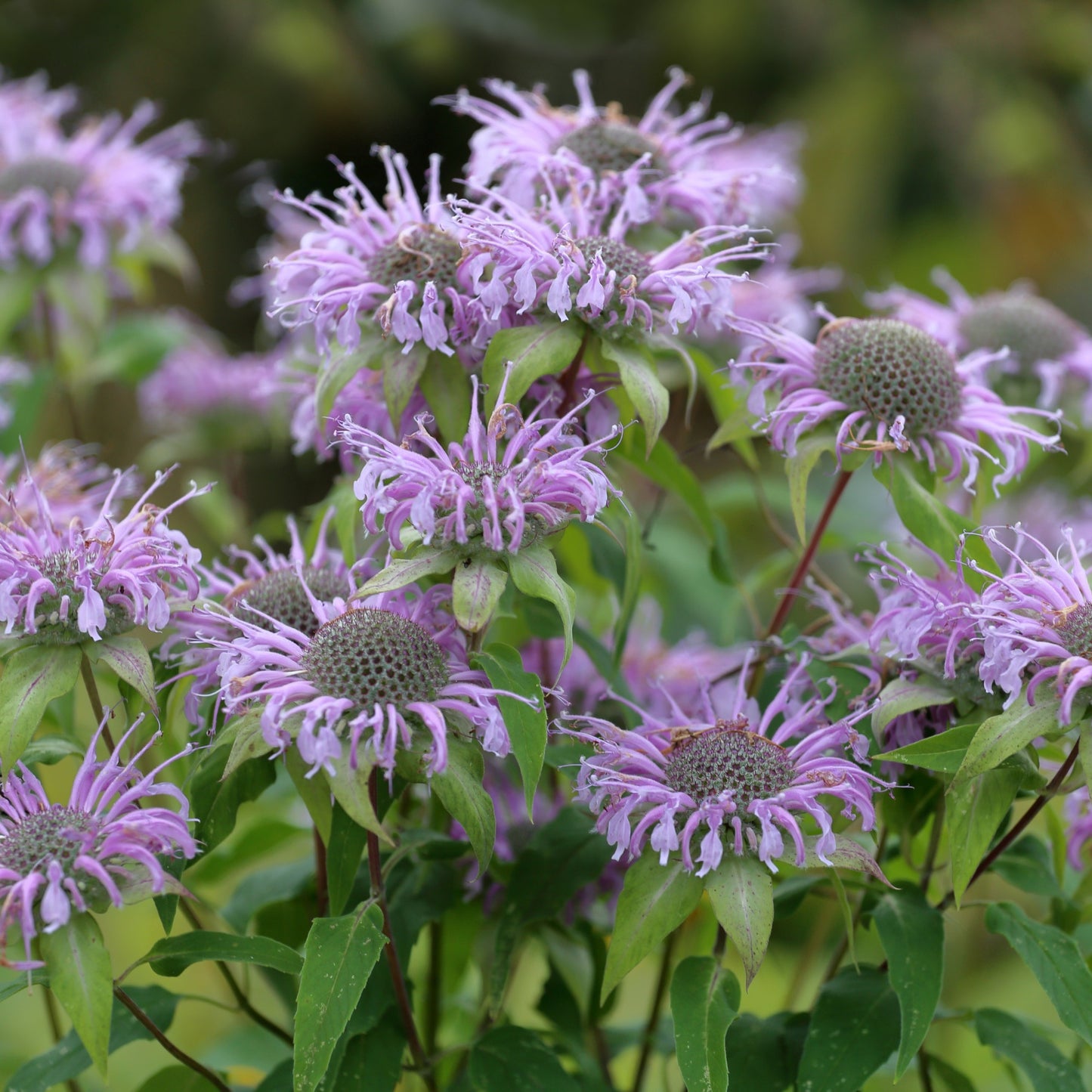 Monarda fistulosa – Wild Bergamot