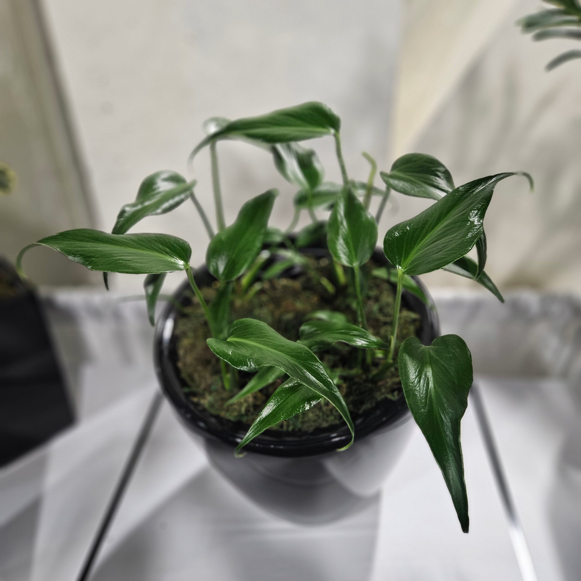 monstera burle marx flame care Monstera 'Burle Marx Flame': Rare Tropical Plant