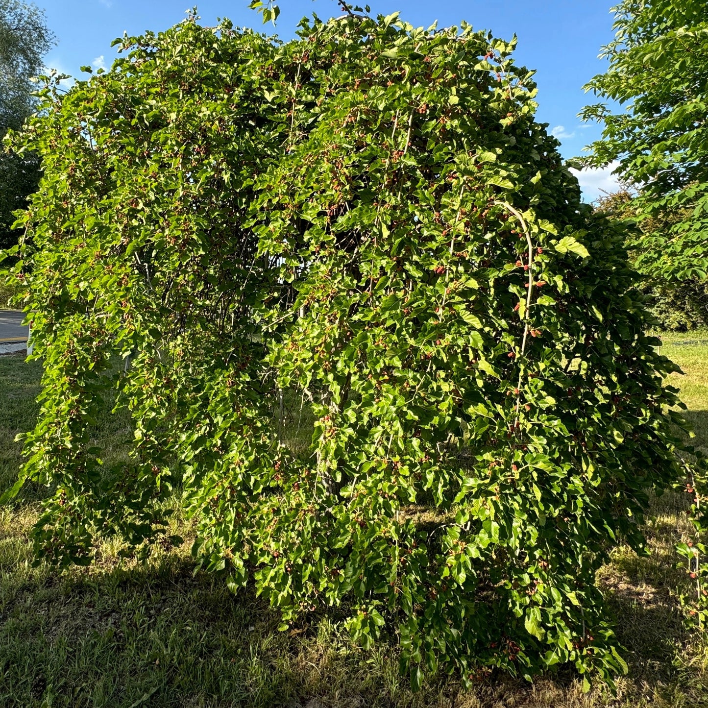Morus alba 'Chaparral' – Weeping White Mulberry