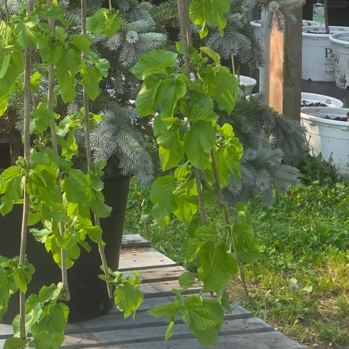 Morus alba 'Pendula' - Weeping White Mulberry