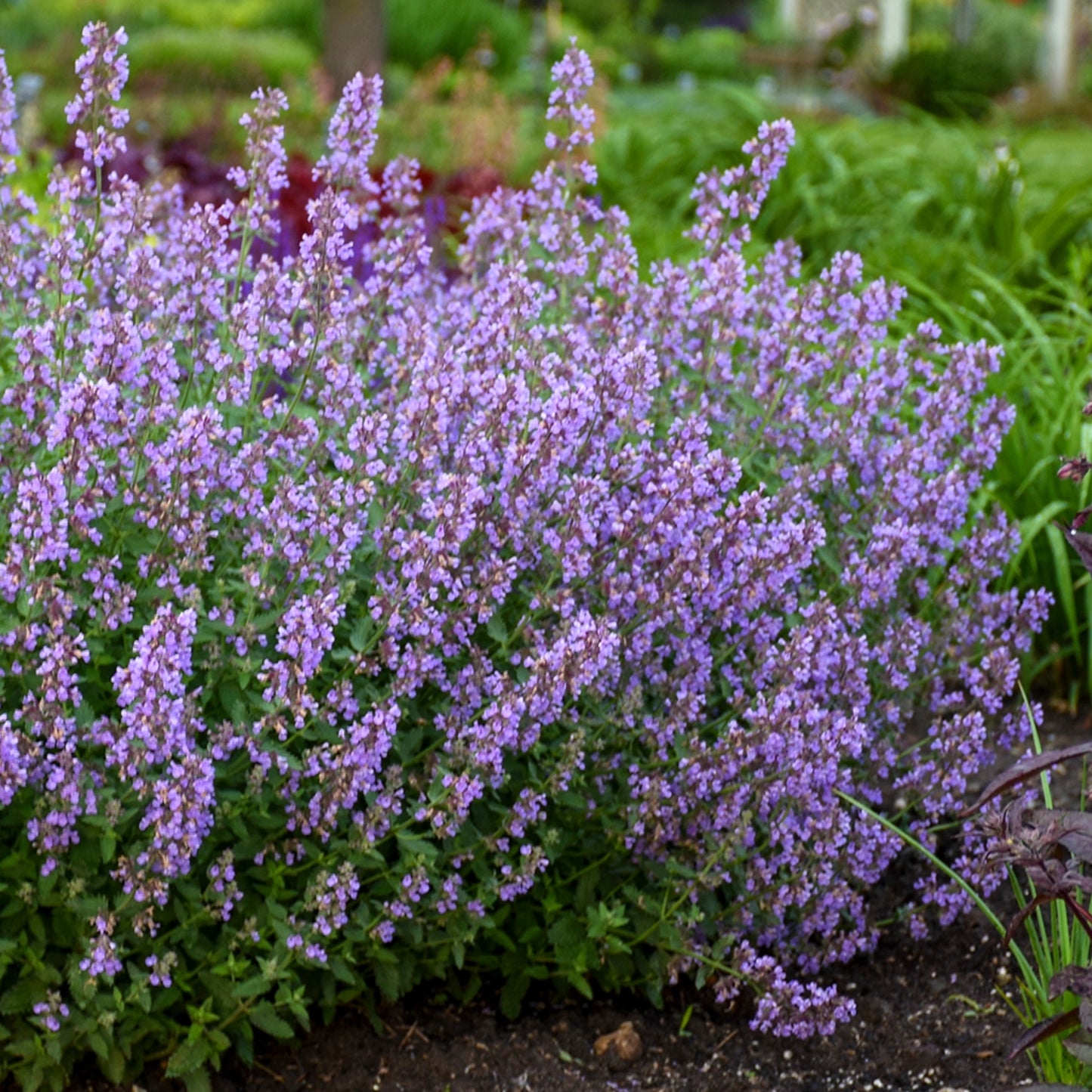 Nepeta faassenii 'Cat's Meow' – 'Cat's Meow' Catmint
