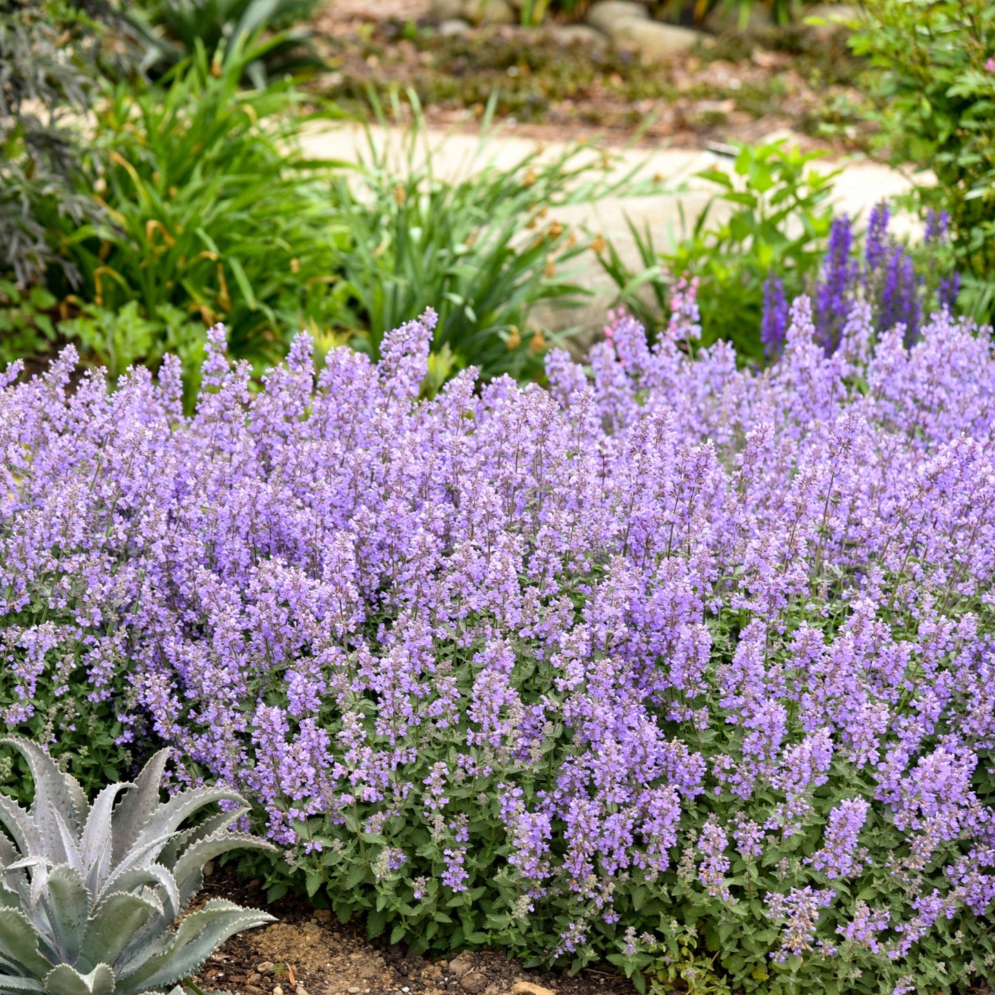 Nepeta faassenii 'Cat's Meow' – 'Cat's Meow' Catmint