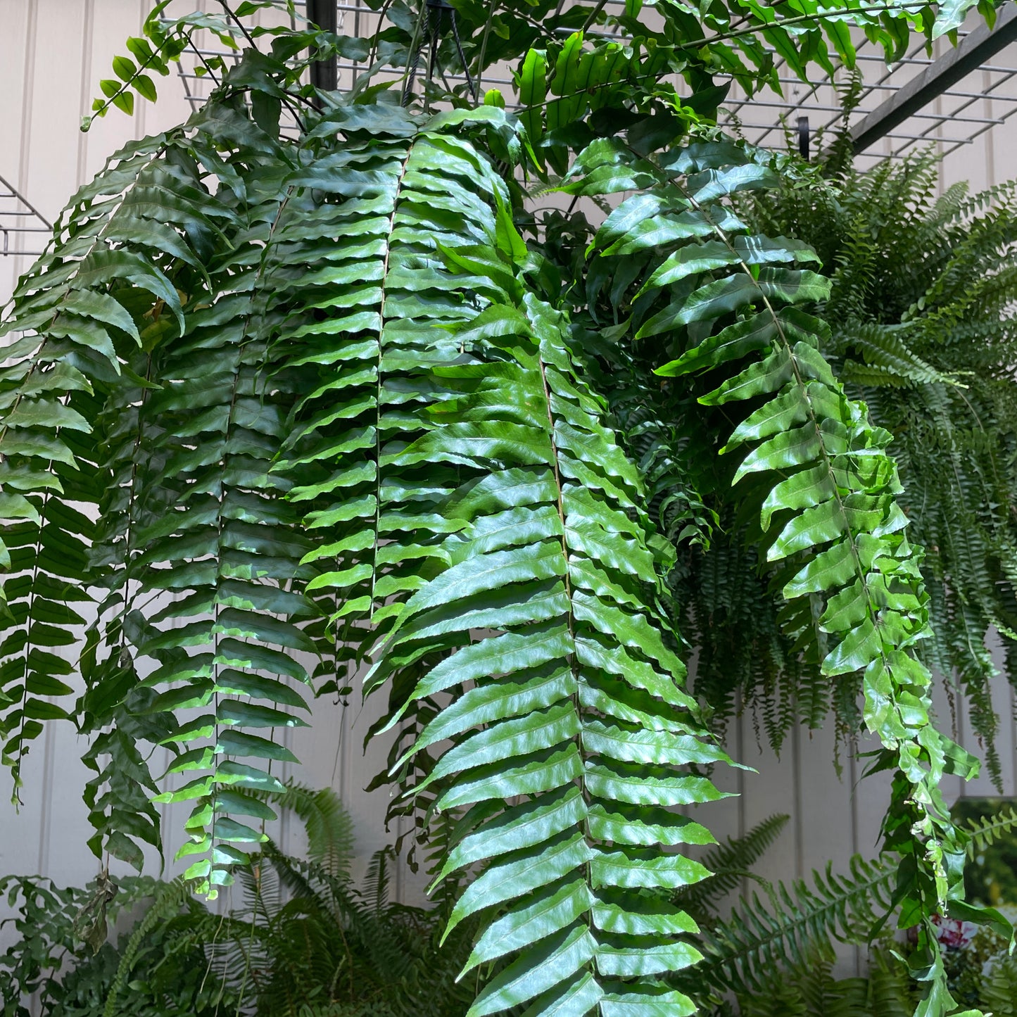 Nephrolepis biserrata 'Macho' - Macho' Fern (Giant Sword Fern)
