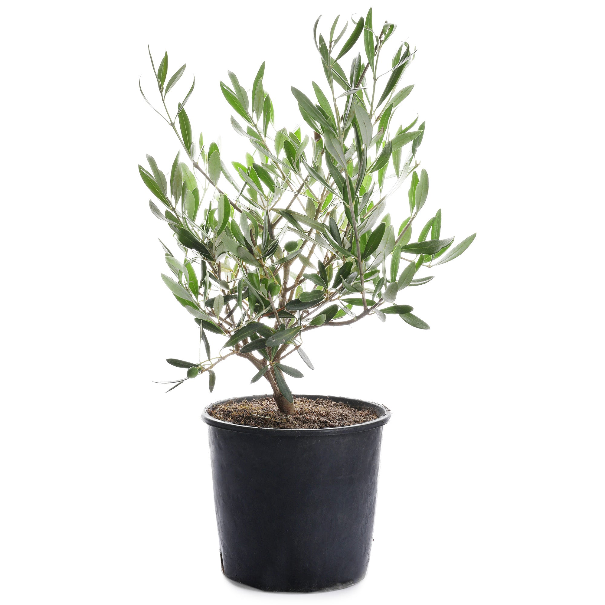 olea europaea indoor plant Potted Olive Tree (Olea europaea)