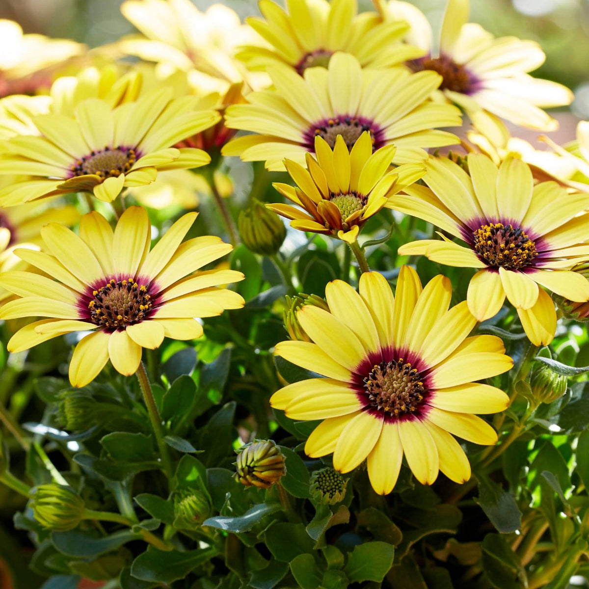 Osteospermum ecklonis SEÑORITAS® Kiki (Cape Marguerite)