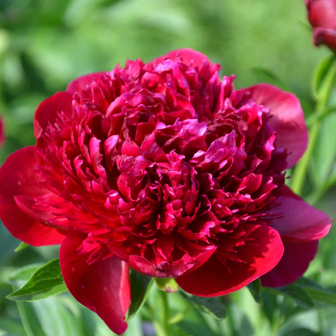 Paeonia 'Red Charm' – Red Charm Peony