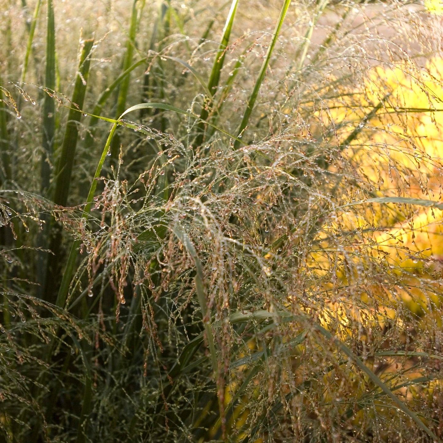 Panicum virgatum 'Northwind' – 'Northwind' Switchgrass