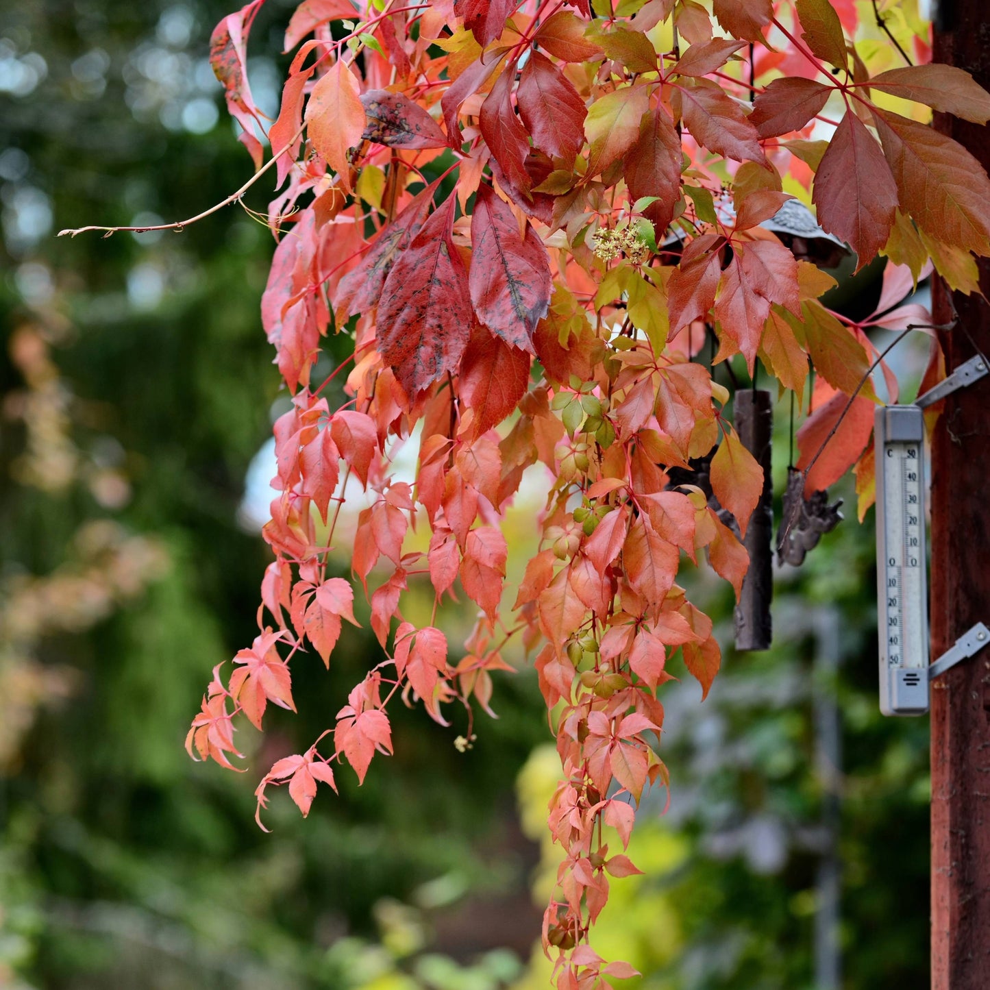 Parthenocissus quinquefolia 'Engelmannii' – Vigne vierge 'Engelmannii'