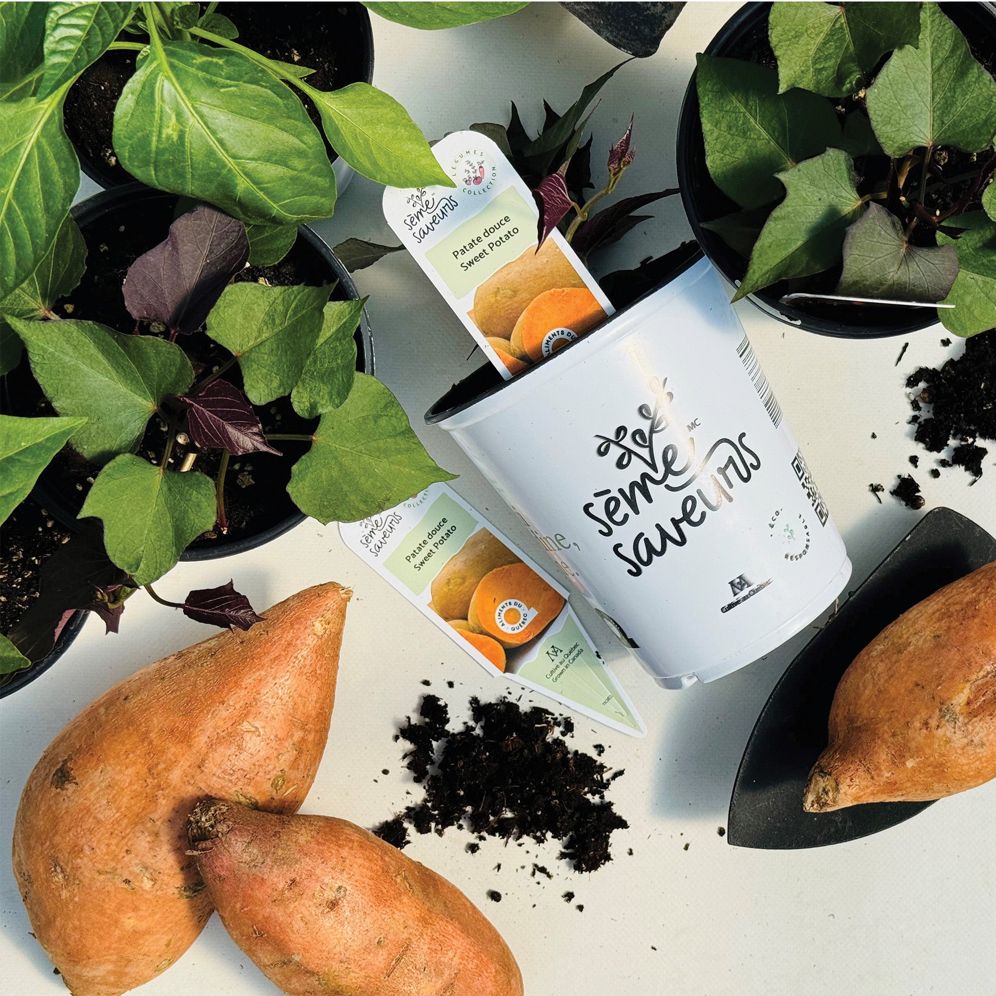 Patate Douce Jardineries Botanix Patate Douce Jardineries Botanix