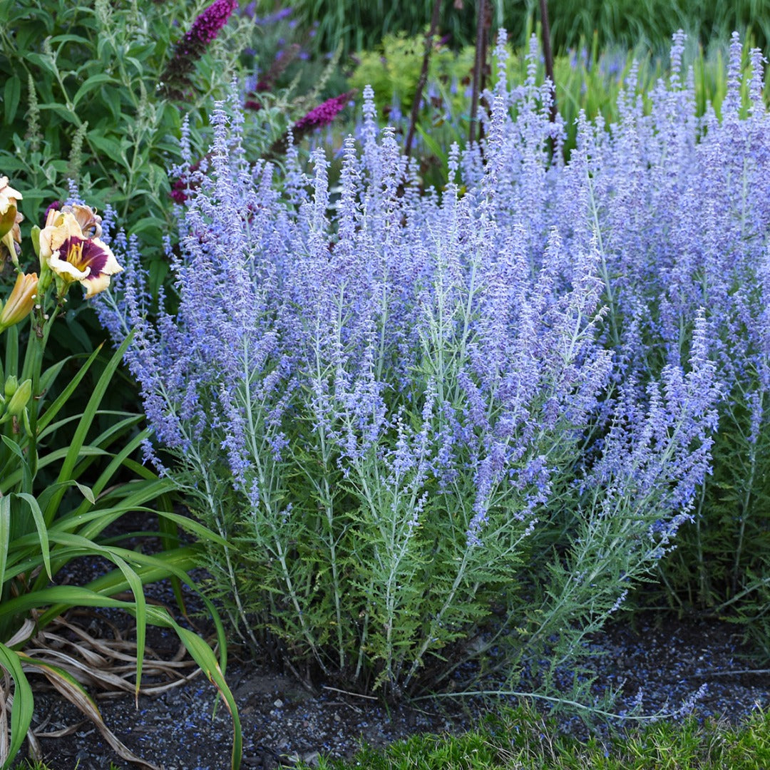 Perovskia atriplicifolia 'Blue Jean Baby' – Blue Jean Baby Russian Sage