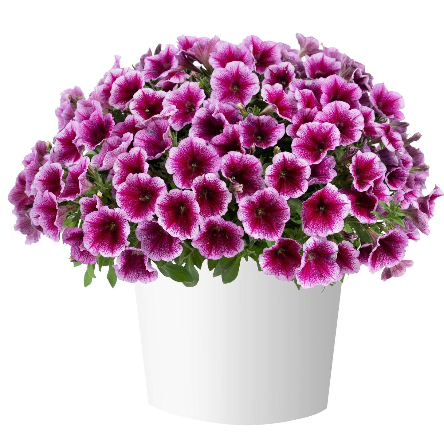 Petunia x hybrida Capella™ Series - CAPELLA™ Petunia