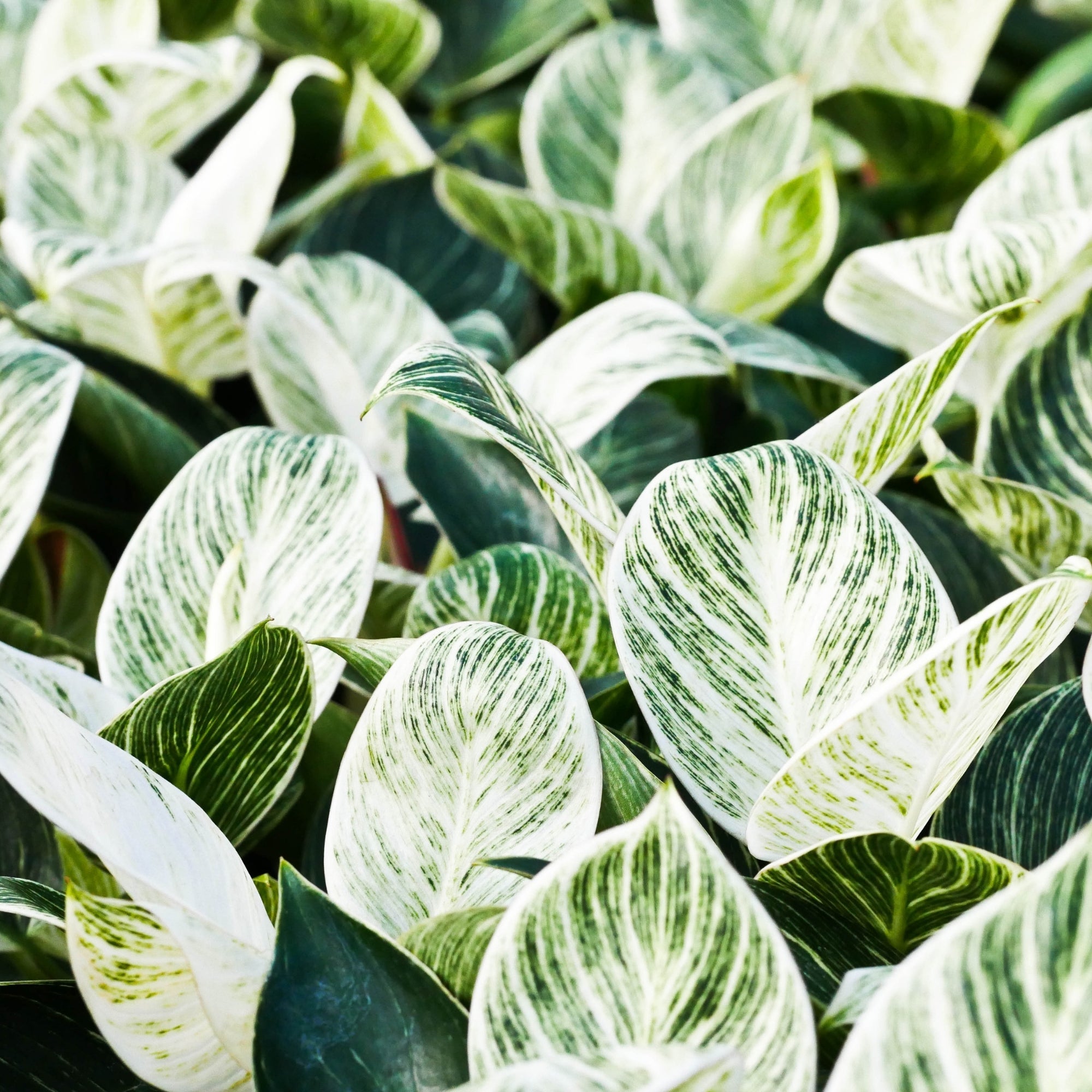 philodendron birkin white wave Birkin' Philodendron – Jardineries Botanix