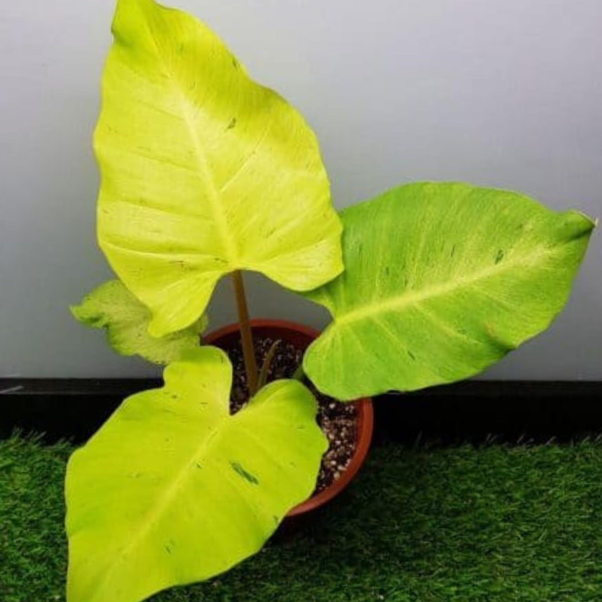 philodendron snowdrift large Snowdrift' Philodendron – Jardineries Botanix