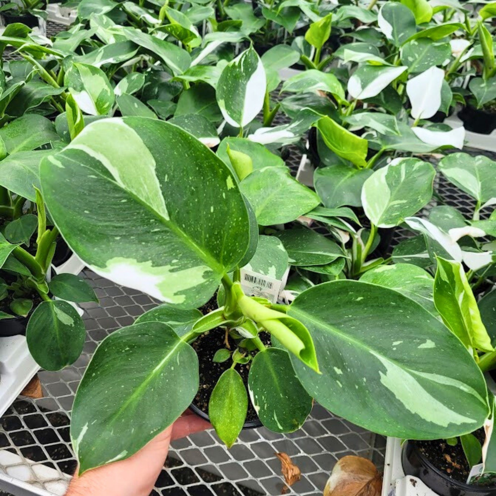 philodendron white wizard light requirements White Wizard' Philodendron – Jardineries Botanix