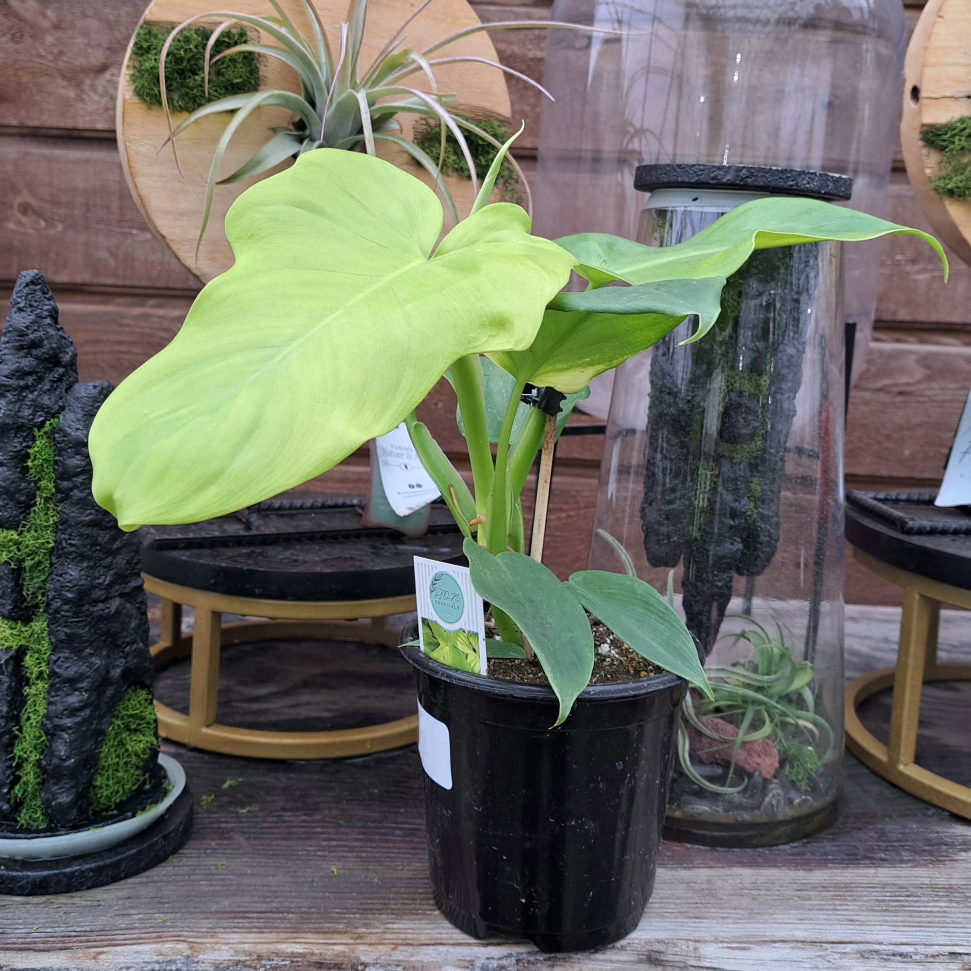philodendron bipennifolium aurea care Philodendron 'Golden Violin' | Unique Yellow Foliage
