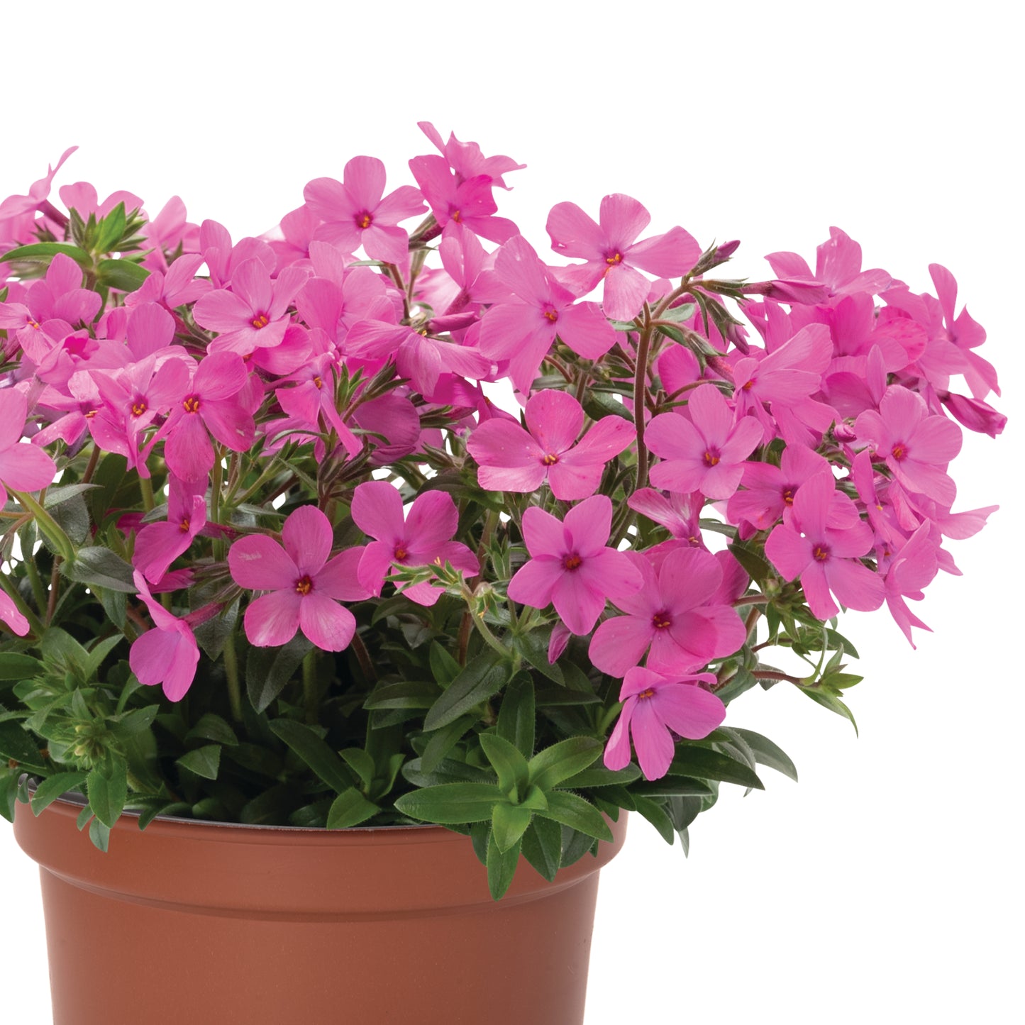 Phlox Woodlander™ series (Phlox subulata)