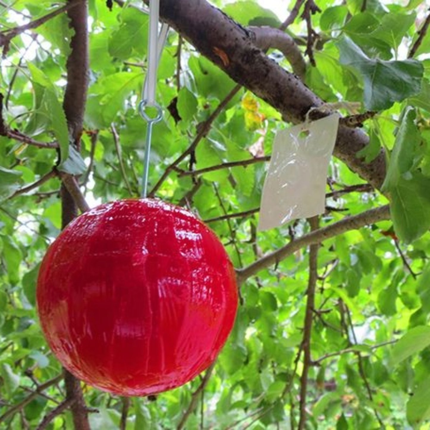 Piège Bioprotec POM – Protection écologique contre la mouche de la pomme
