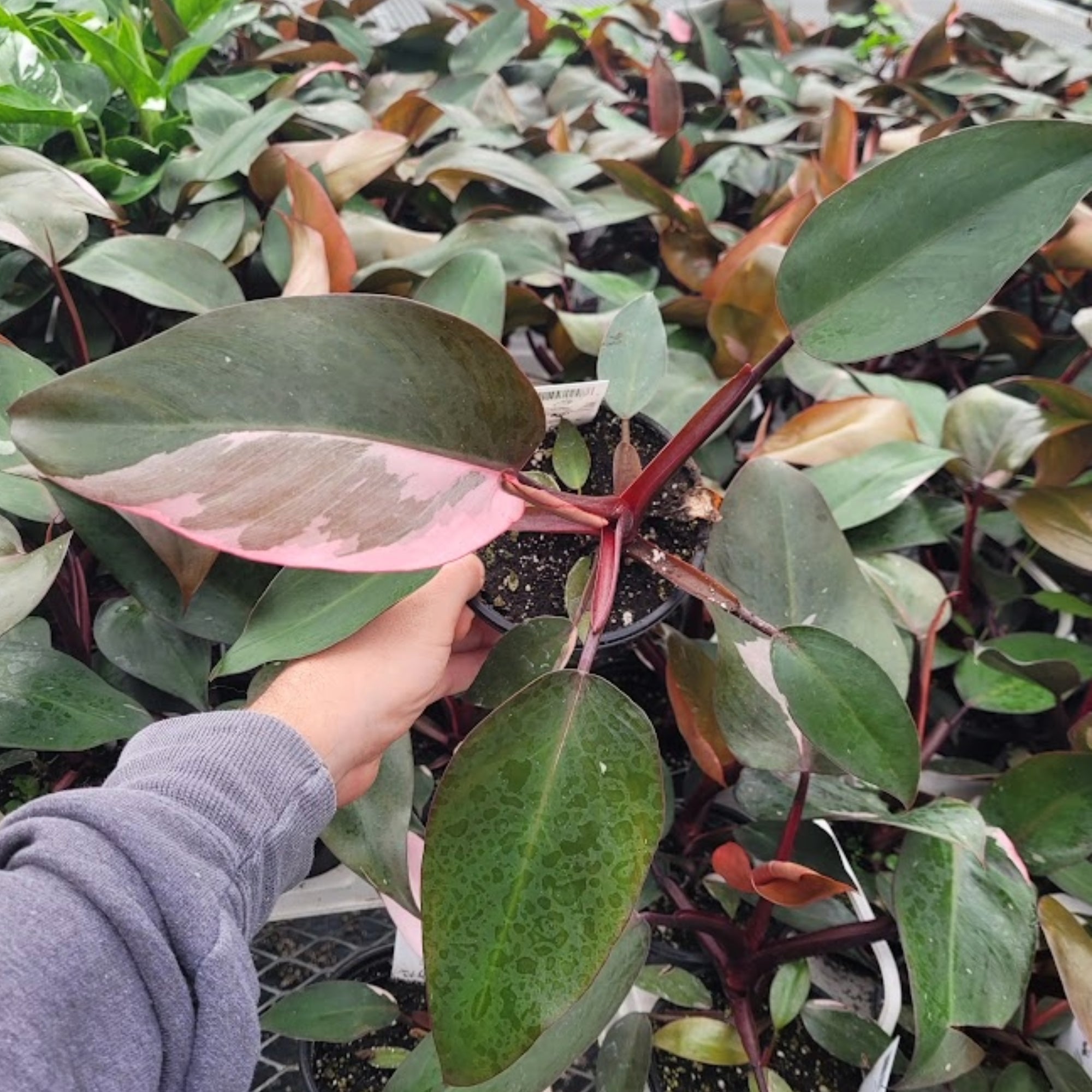 sparkle pink princess philodendron Pink Princess' Philodendron – Jardineries Botanix