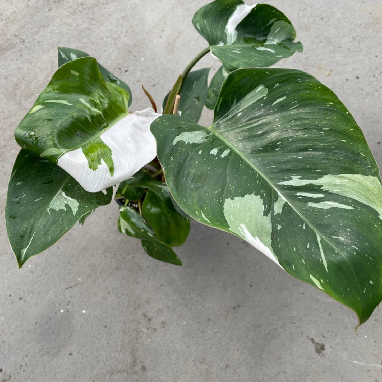 White Princess' Philodendron