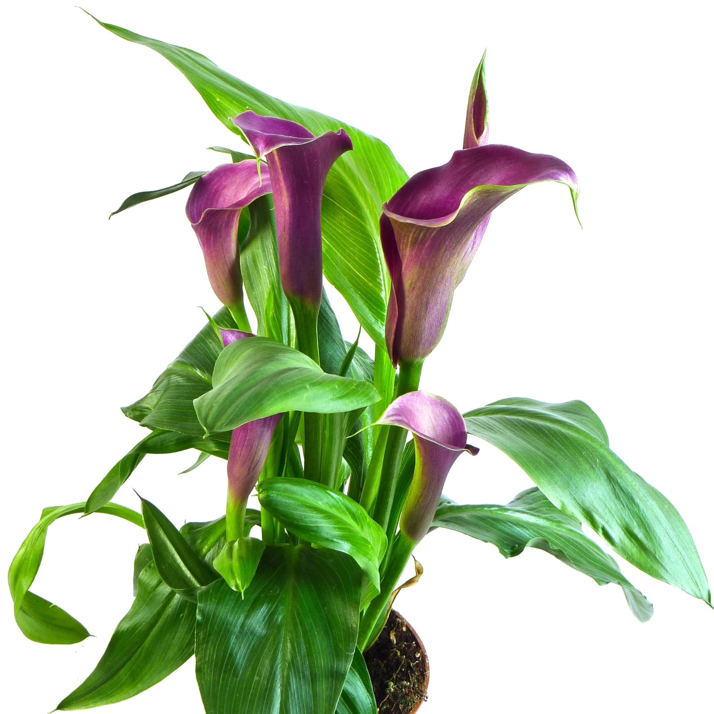 Zantedeschia spp. - Calla Lily