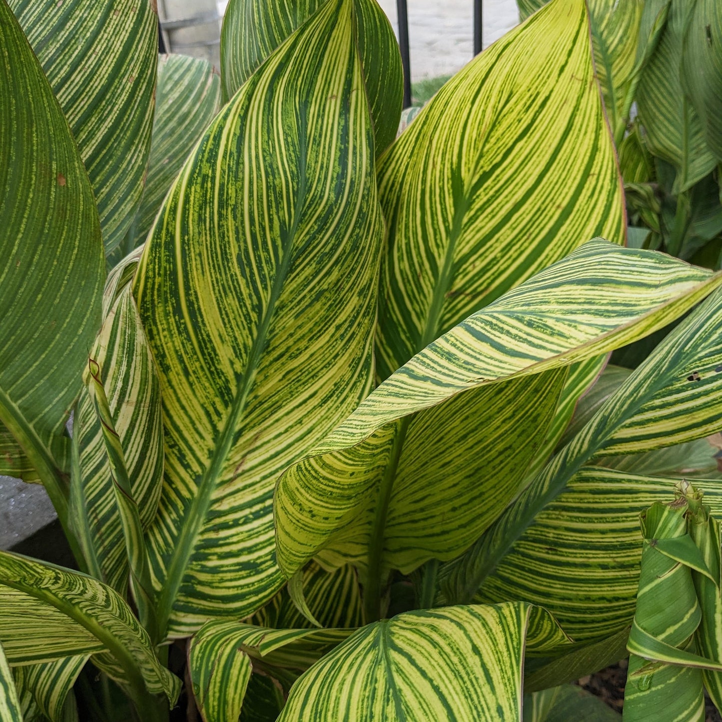 Pretoria Canna Lily