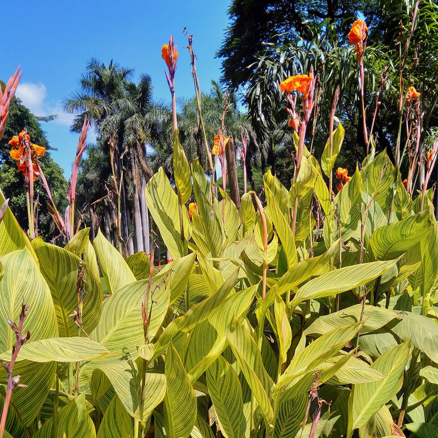 Pretoria Canna Lily