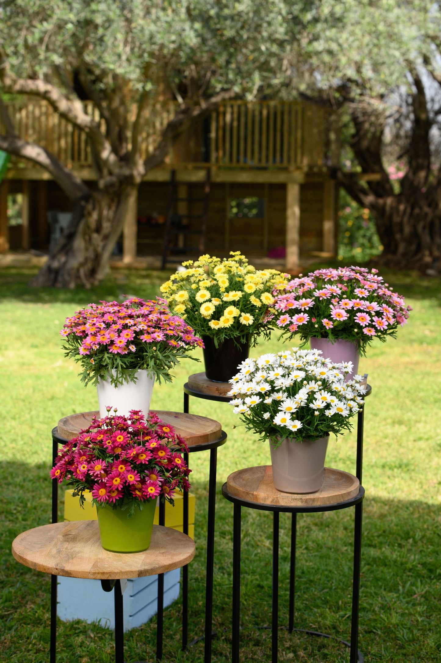 LOLLIES™ White Chocolate Daisy