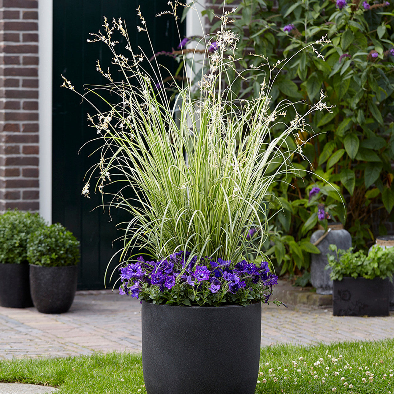spider plant in landscape Starlight Spider Plant – Jardineries Botanix