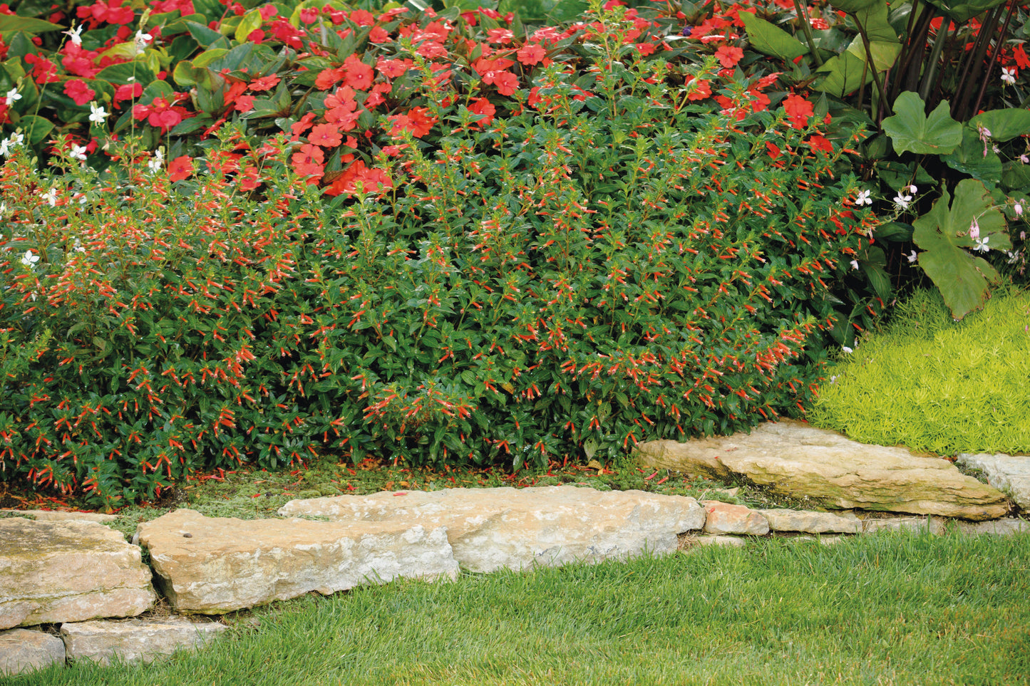 Vermillionaire® Large Firecracker Plants