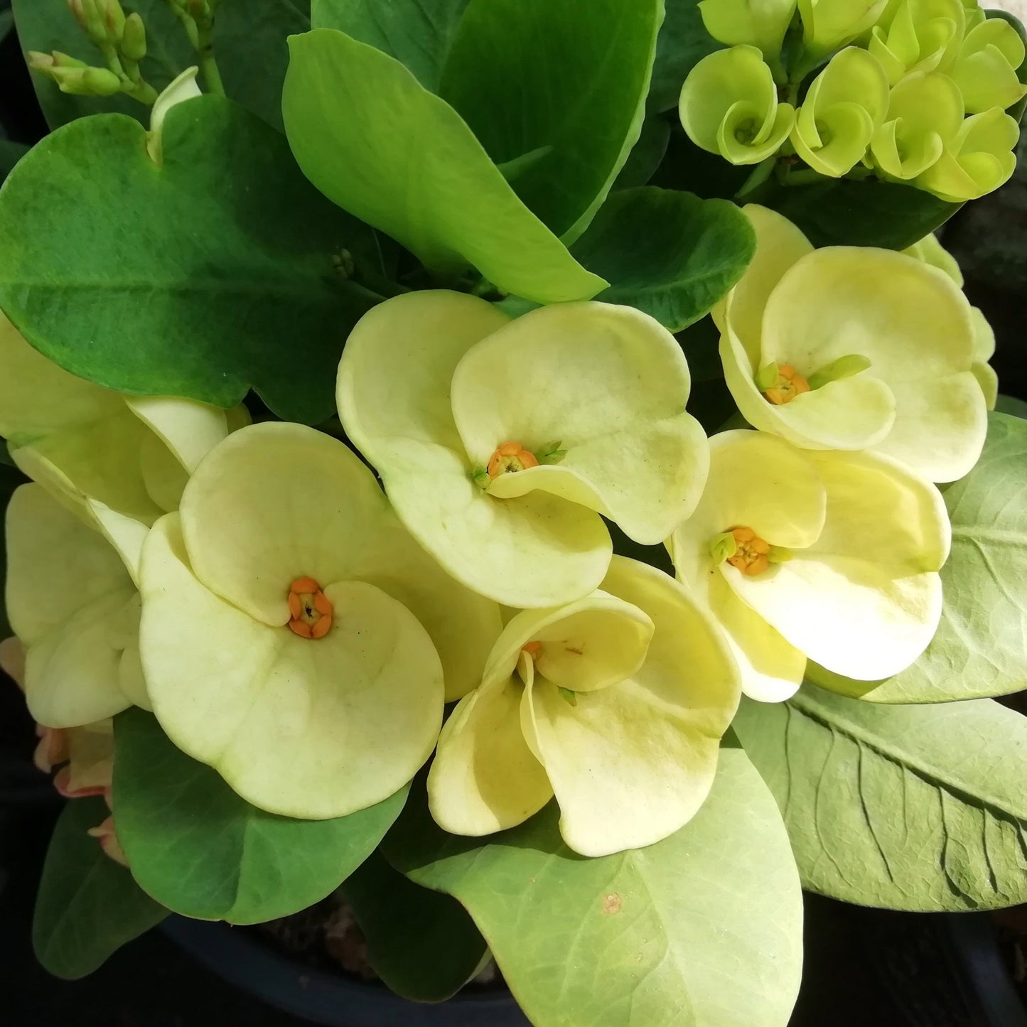 Dinni ' Crown of Thorns