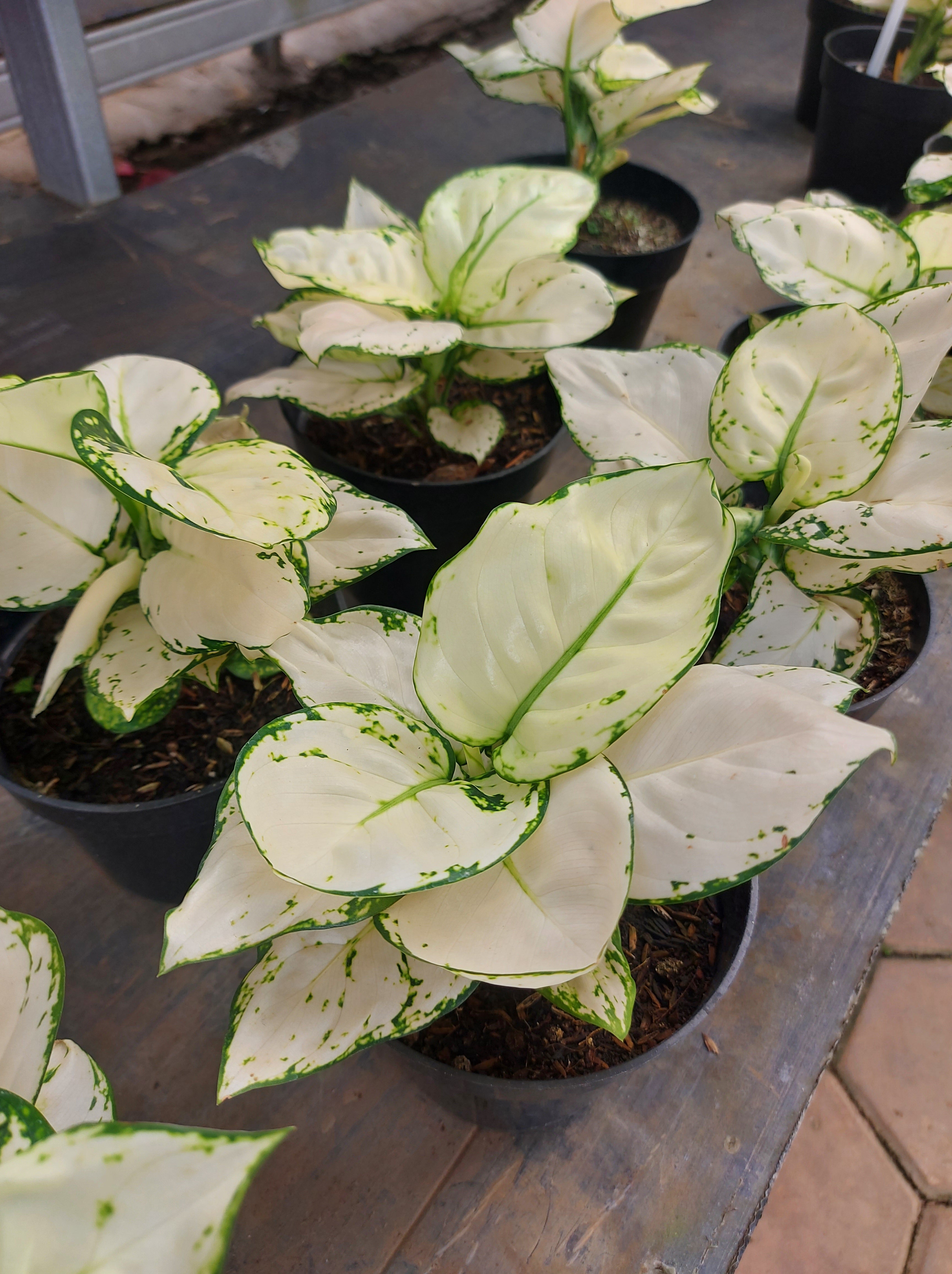 aglaonema plant white leaves Super White' Chinese Evergreen – Jardineries Botanix