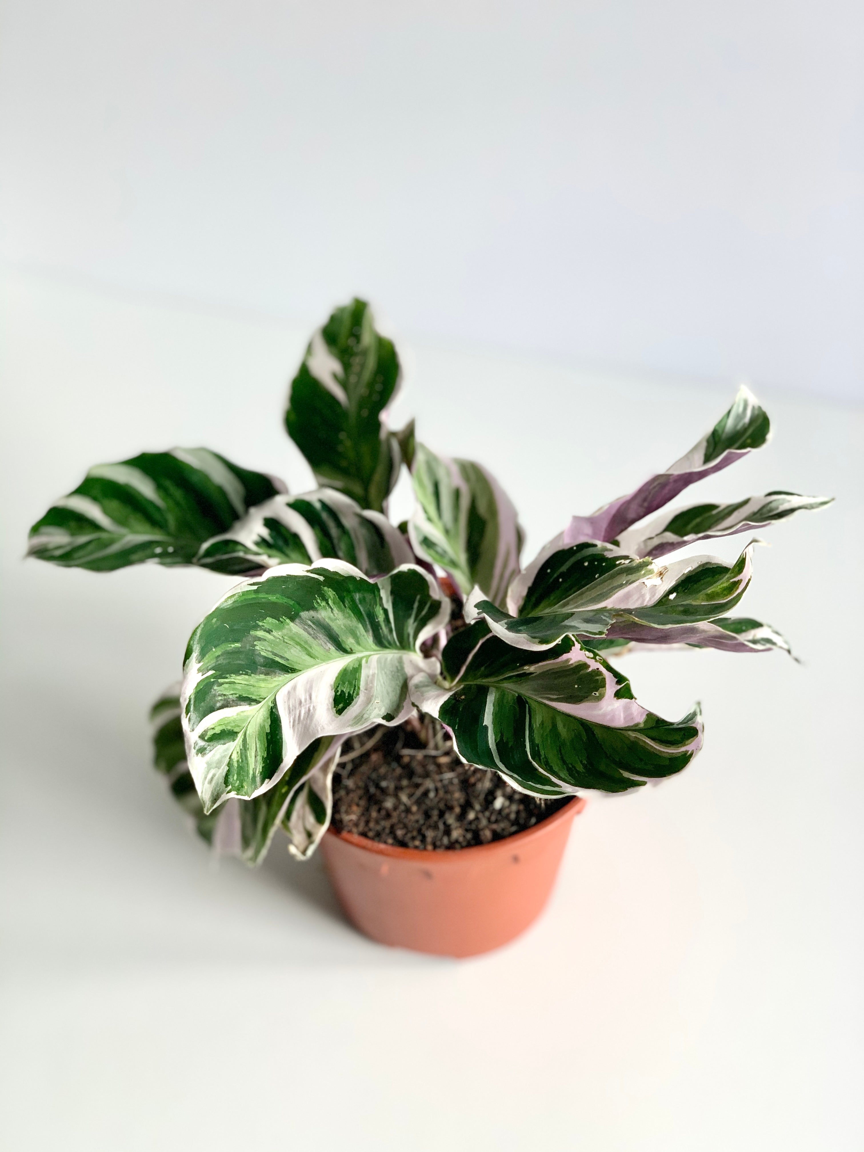 Calath a White Fusion Jardineries Botanix Calath a White Fusion Jardineries Botanix