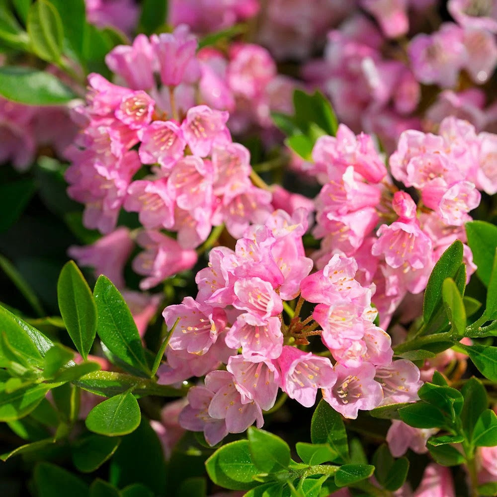 Discover Bloombux® Magenta Rhododendron | Bloomin' Easy