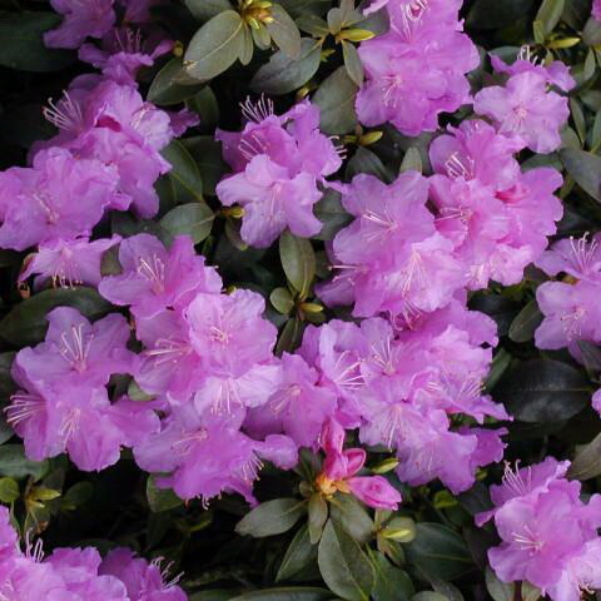 Rhododendron P J M Jardineries Botanix Rhododendron P J M Jardineries Botanix